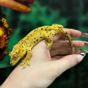Oilspot Inkspot Superdalmatian Crested Gecko For Sale
