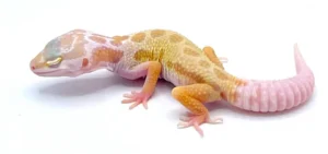 Albino leucistic Leopard gecko For Sale