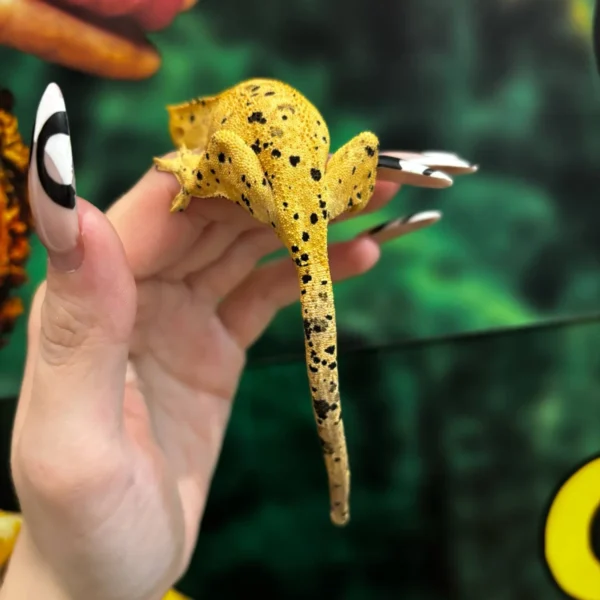 Oilspot Inkspot Superdalmatian Crested Gecko