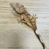 Tiger Superdalmatian Crested Gecko For Sale