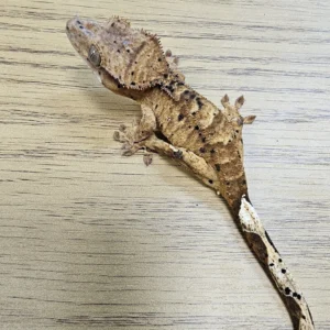 Tiger Superdalmatian Crested Gecko For Sale
