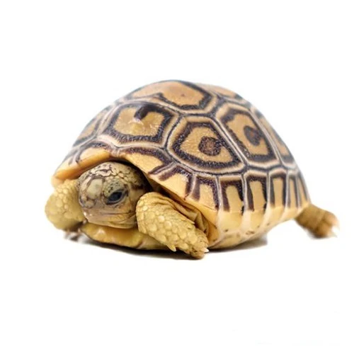 Buy Leopard Tortoise Online