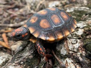  Red Foot Tortoise for sale Online