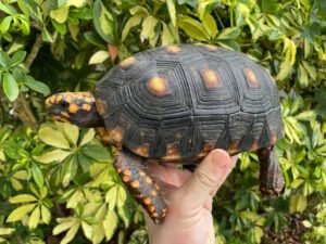 Red Foot Tortoise For Sale Near Me