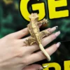 Tangerine Lilly White Crested Gecko For Sale