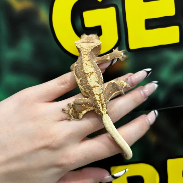 Tangerine Lilly White Crested Gecko For Sale