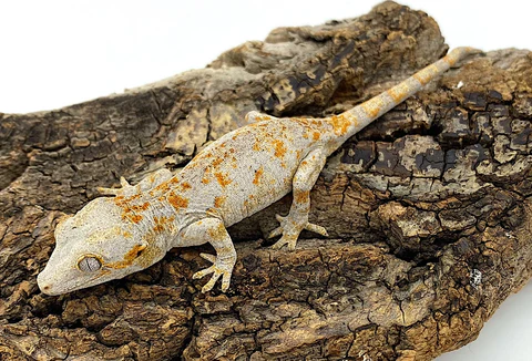 Buy Gargoyle Gecko Online