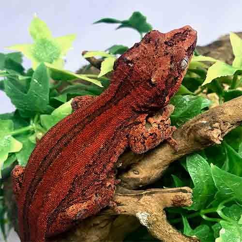 Gargoyle Geckos For Sale Near Me