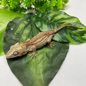 Buy Super Stripe Gargoyle Gecko