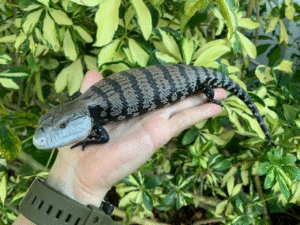 Buy Baby Blue Tongue Skink Online