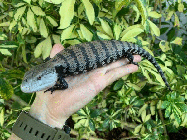 Buy Baby Blue Tongue Skink Online