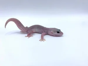 Order Leopard Geckos For Sale Canada