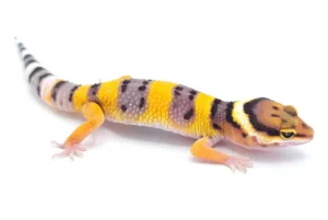 Order High Yellow Leopard Gecko Online