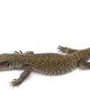 Savannah Monitors