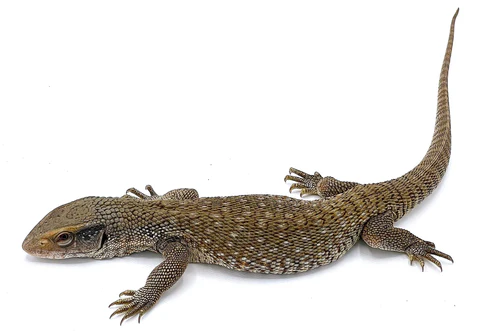 Savannah Monitors